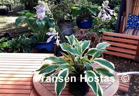 Hosta Long Tail Lights